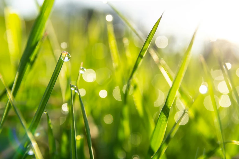 a small water drop on the end of some green grass