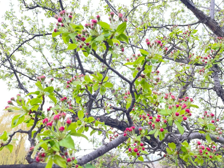 a small group of red berries in a tree