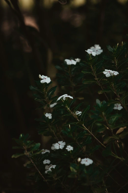 white flowers blooming on a bush near dark woods