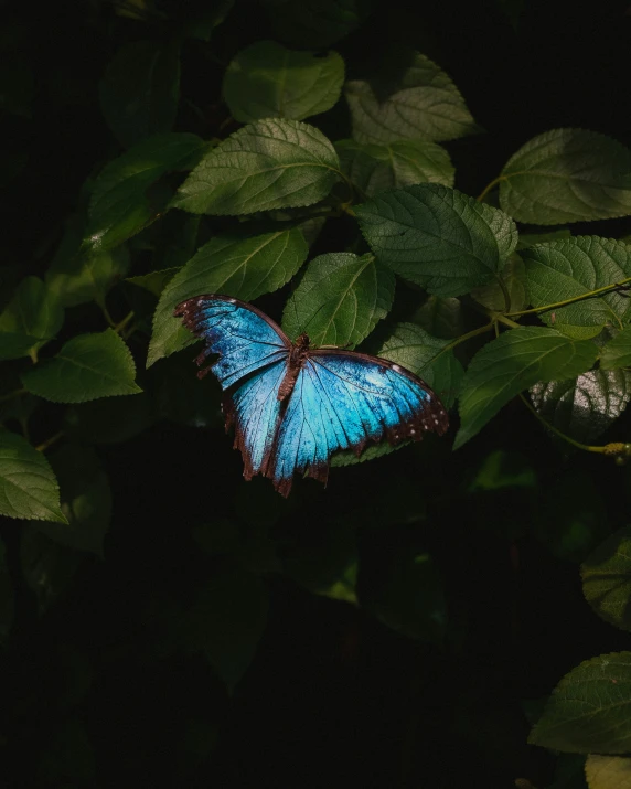 a blue erfly sitting on top of leaves