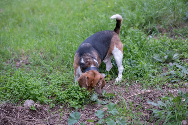 a beagle dog is smelling a flower on a green field