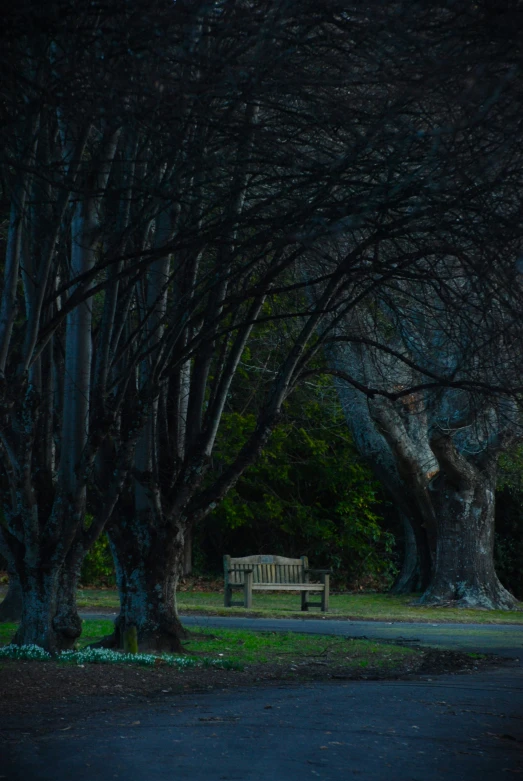 bench surrounded by trees next to a road at night