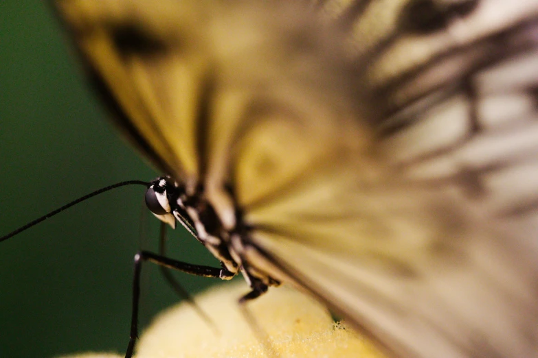 a close up image of a bug with an orange in the background