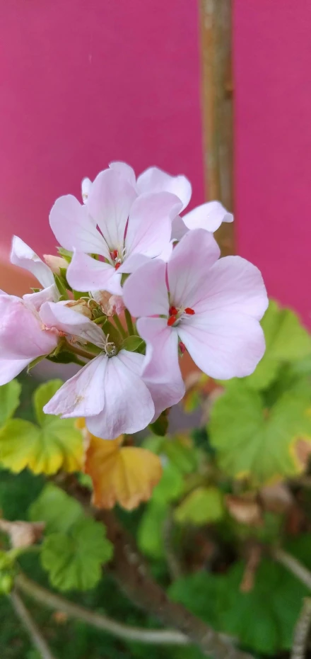 a nch with pink flowers and leaves with green leaves