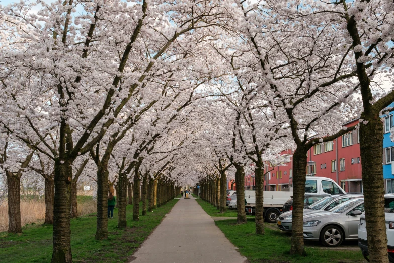 cars parked along a narrow city street with blooming trees lining the length