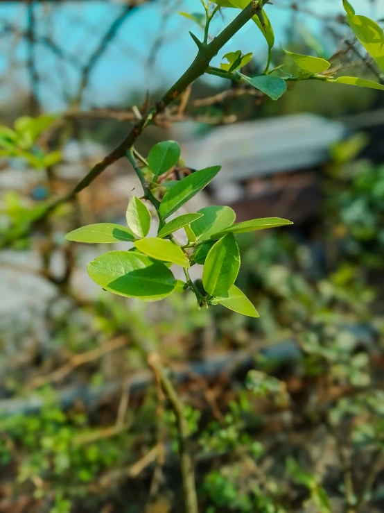 a close - up of a young green tree