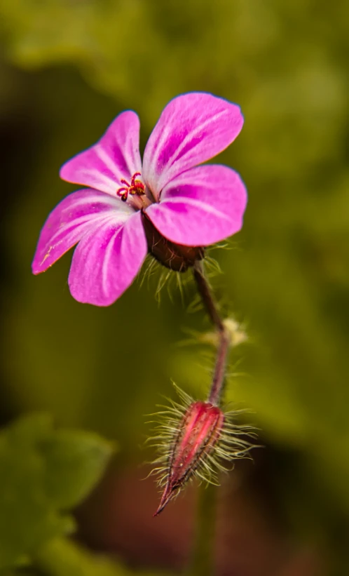 an insect is on top of a flower