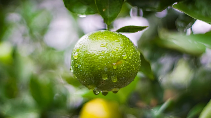 a large fruit hanging from the tree outside