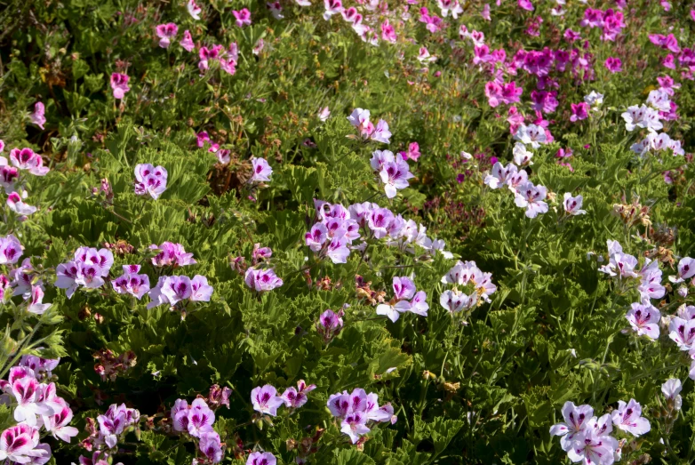 a bunch of purple and white flowers in a field