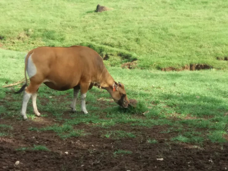 a brown cow is grazing on the grass