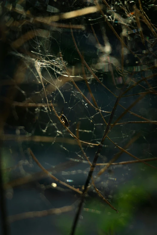 a spider web sitting in front of a green plant