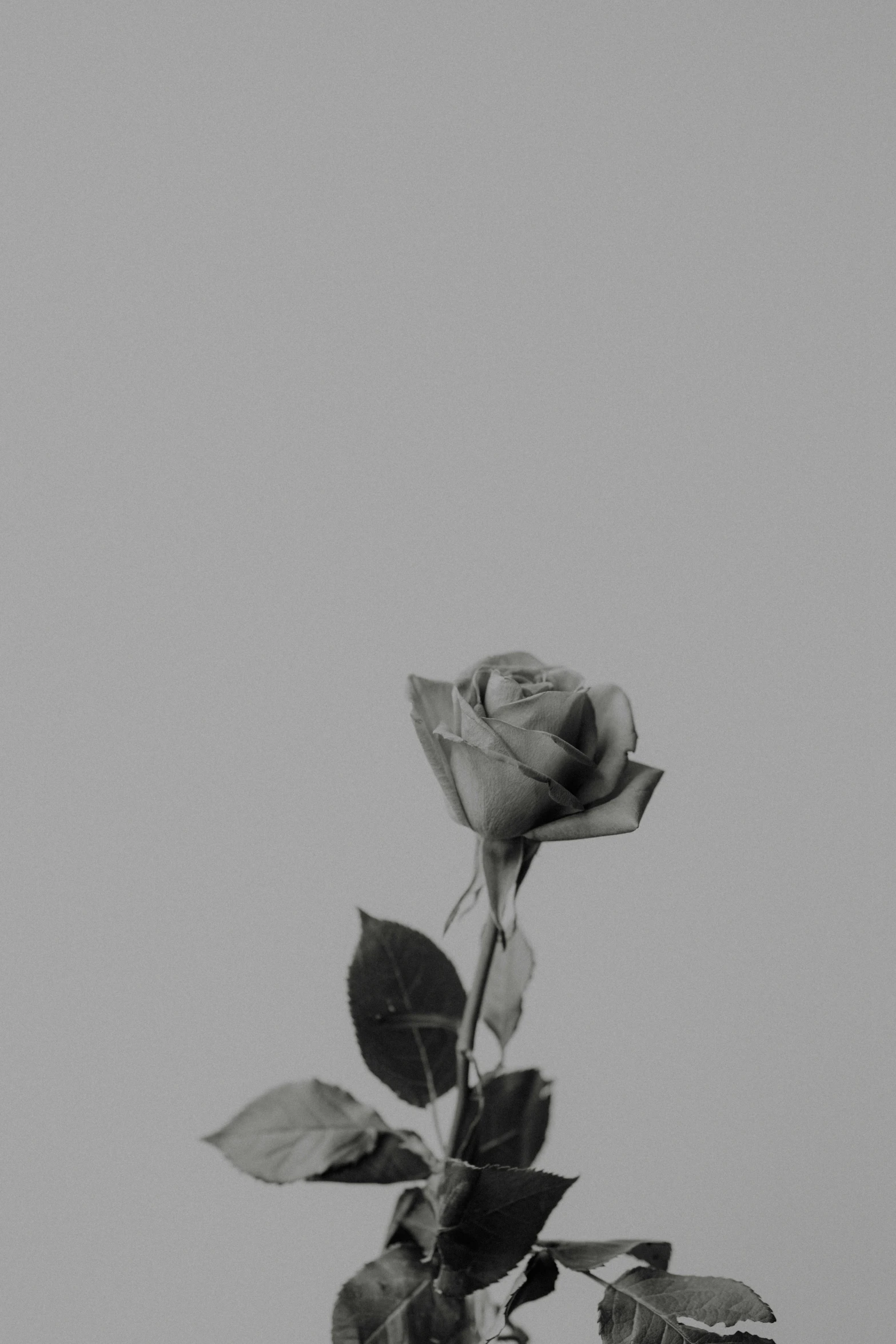 a single rose with lots of leaves on it