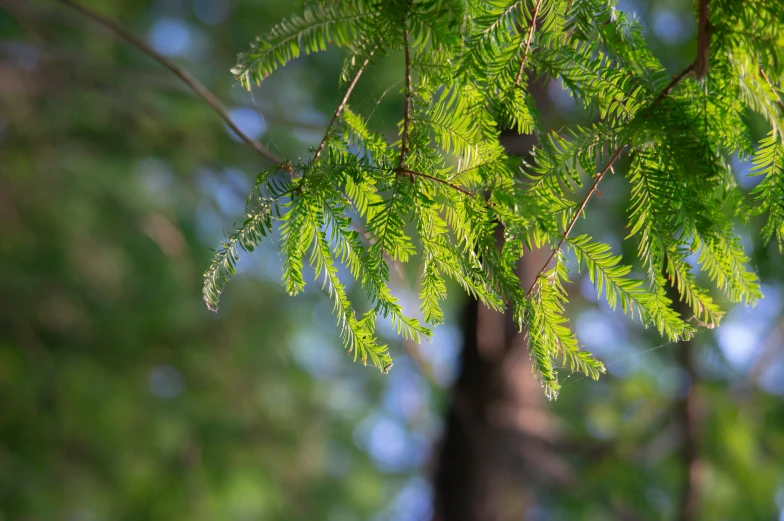 a green nch hangs off of the nches