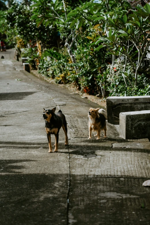 two dogs are standing on the sidewalk next to each other