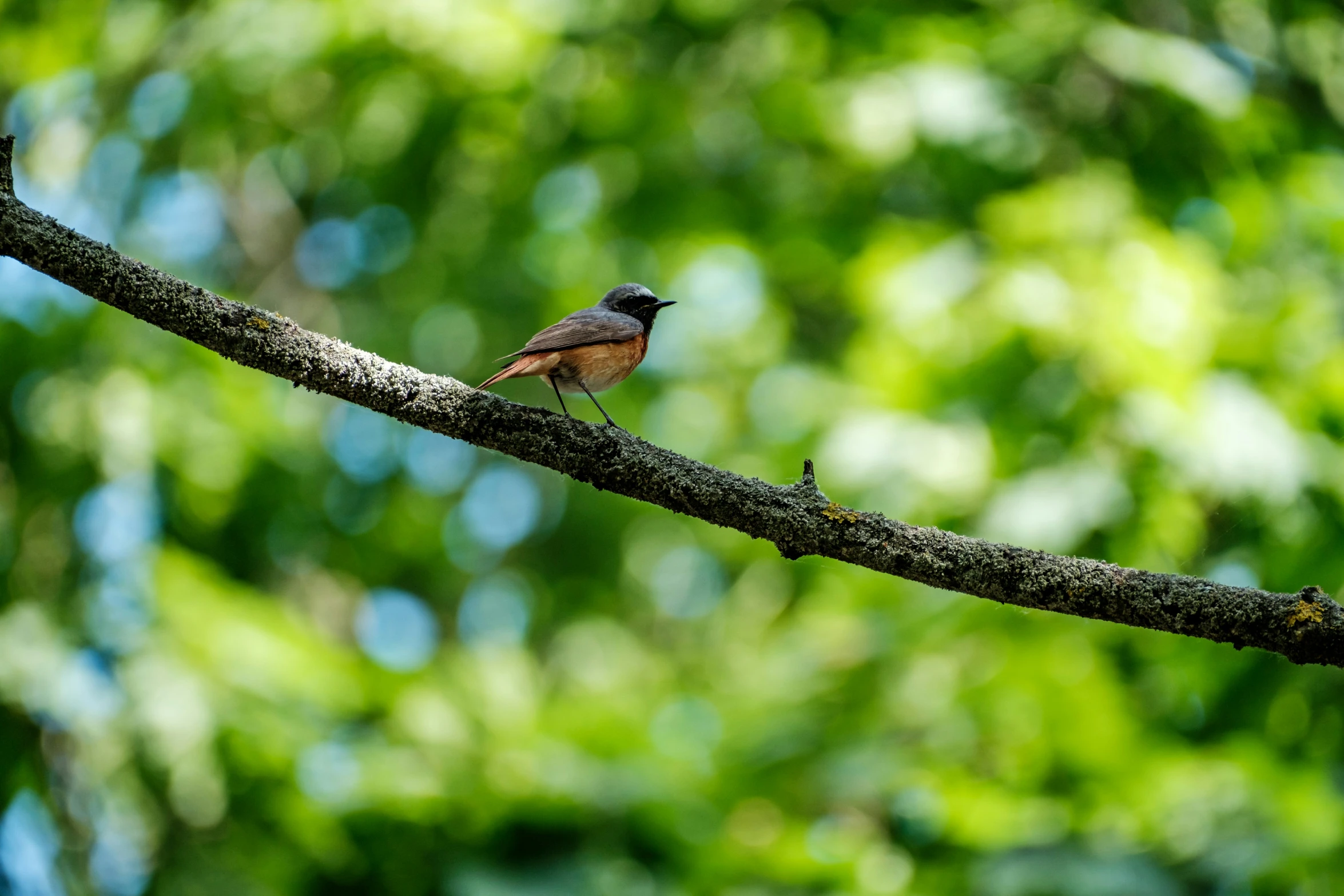 a brown and black bird is perched on a tree nch