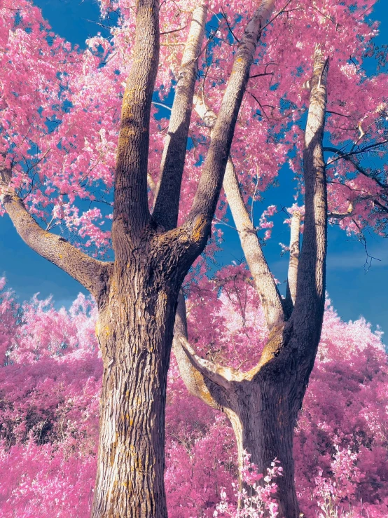 a large pink blossom tree in the middle of a field