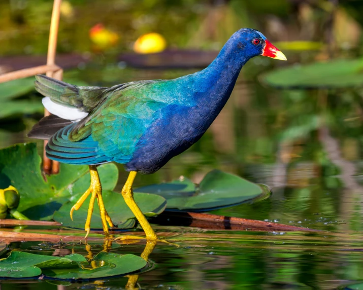 a bird with colorful feathers standing on water