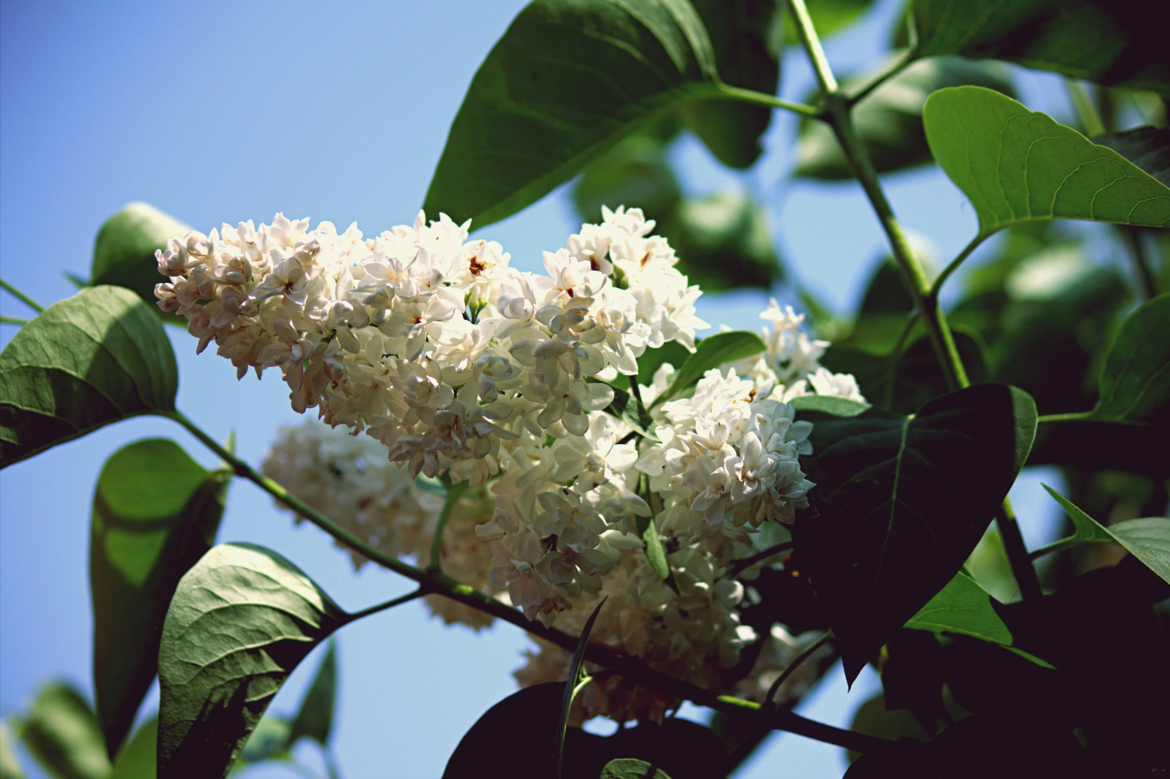 an image of white flowers on a tree nch