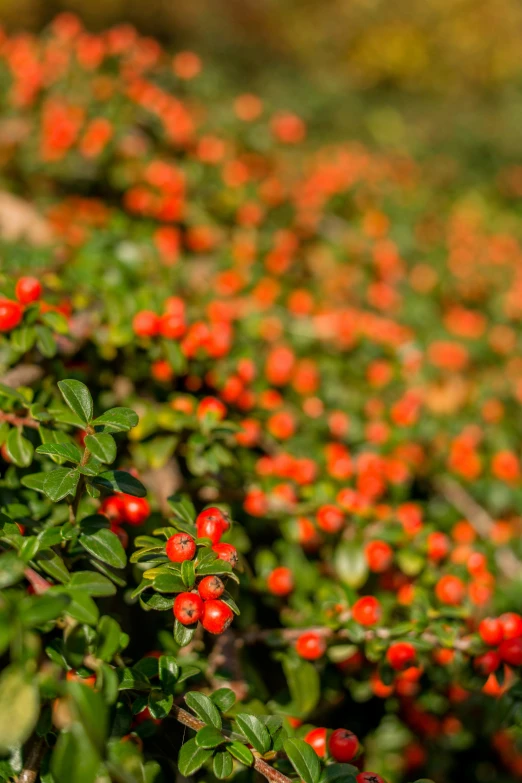 a tree filled with lots of red berries