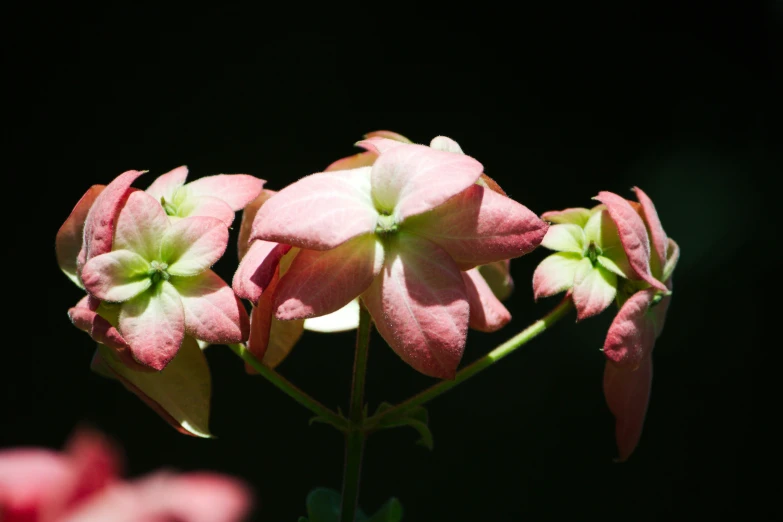 pink and white flowers in close up with dark background