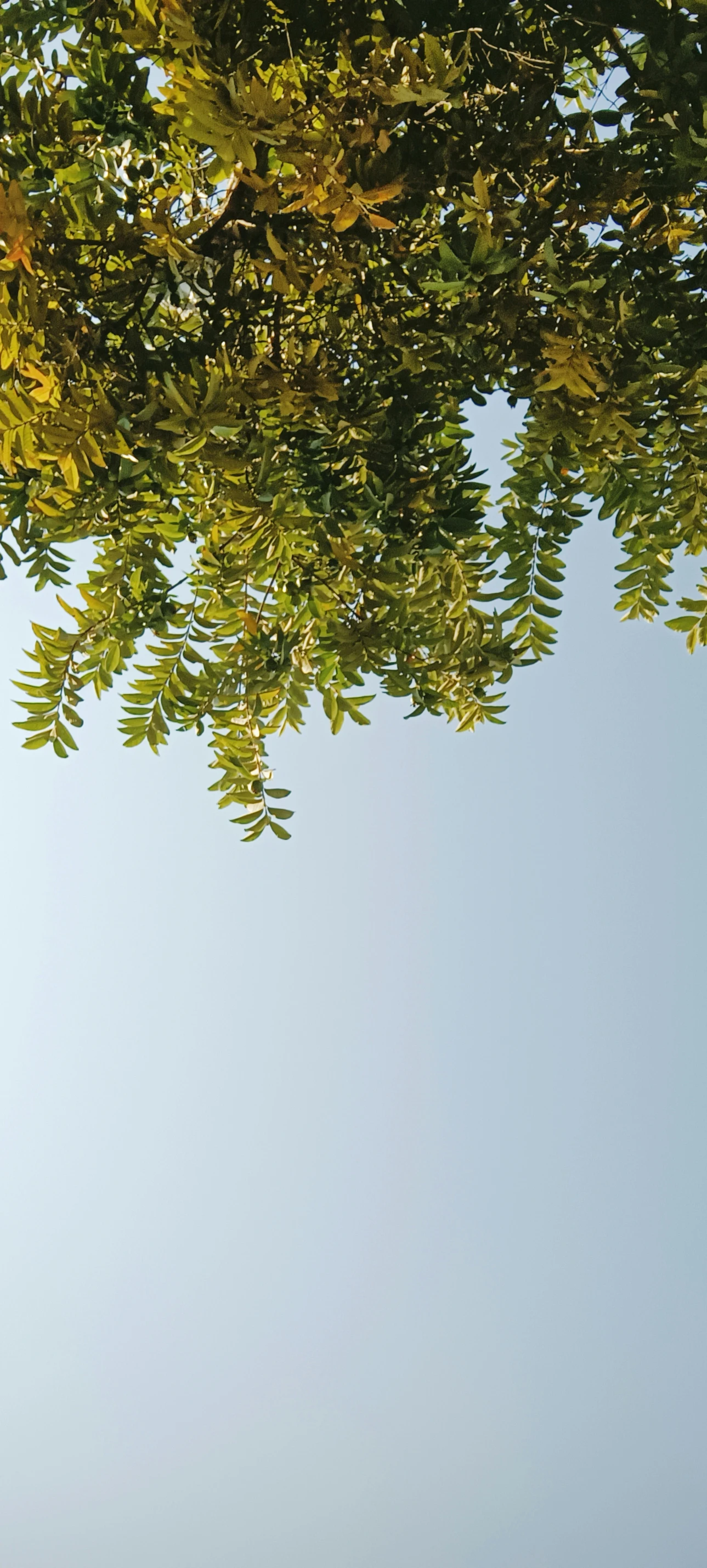 a very pretty plane flying by a very tree