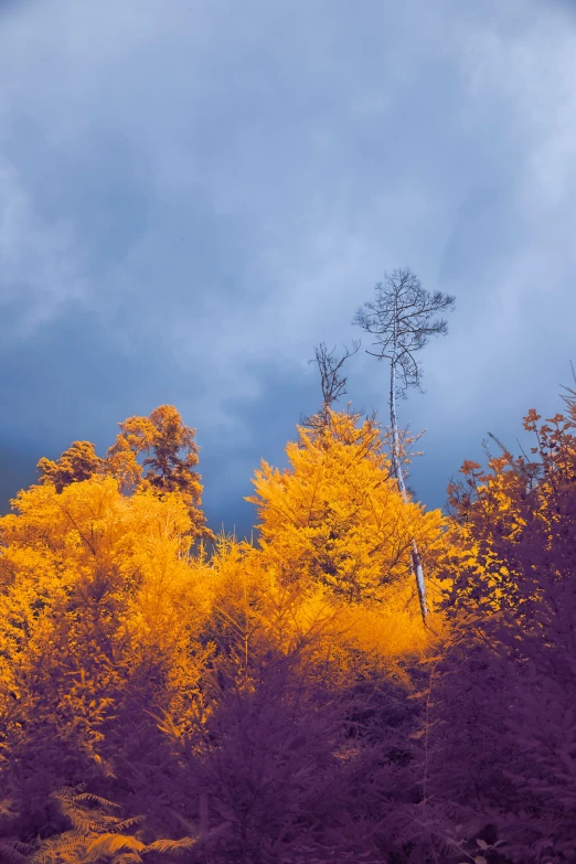 the trees are beginning to changing colors with clouds