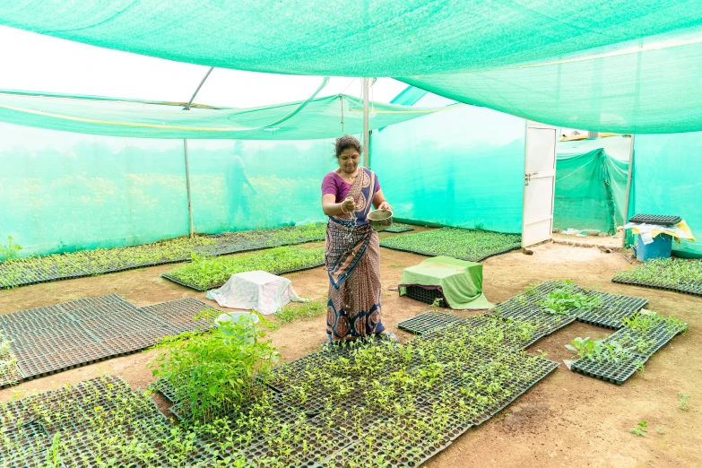 a woman looks at plants in a large green house