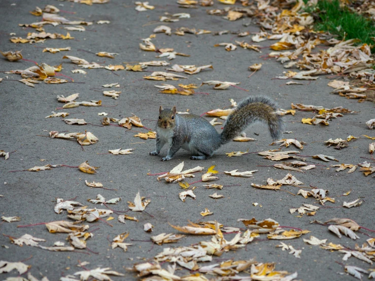 a squirrel is walking on the ground amongst leaves