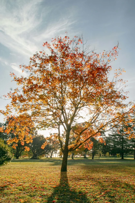 the tree is turning its colors as it stands alone in the park