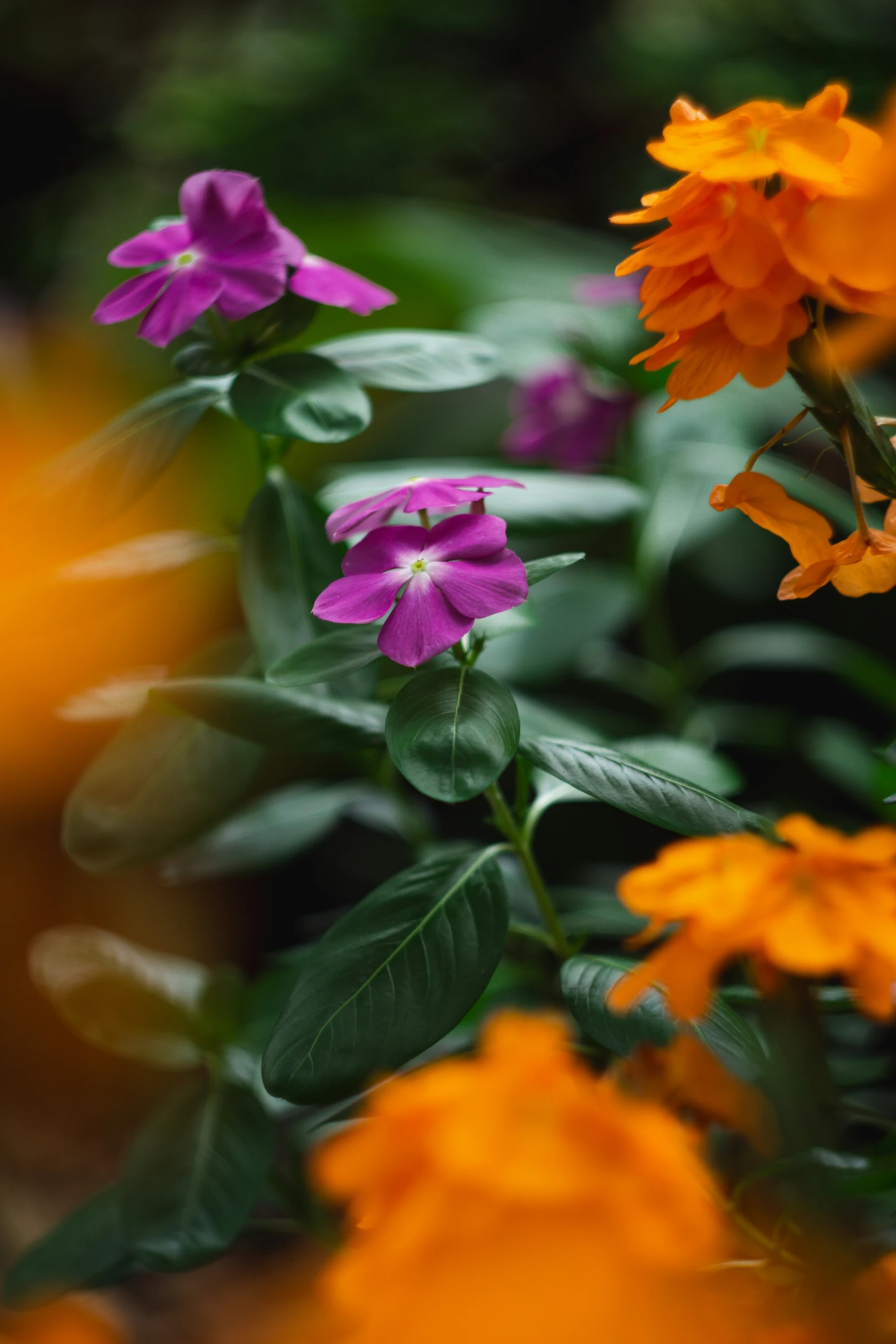 a po of a plant full of colorful flowers