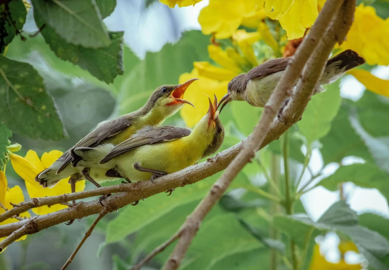 two birds sitting in a tree with yellow flowers