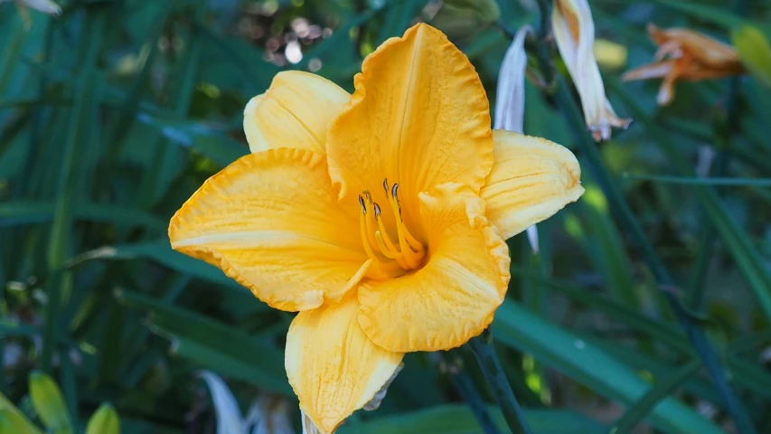 a single yellow flower is standing out among the green leaves