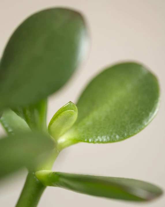 a close up view of a long green stem