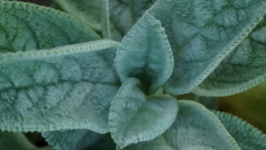 close up of the leaves of a blue plant