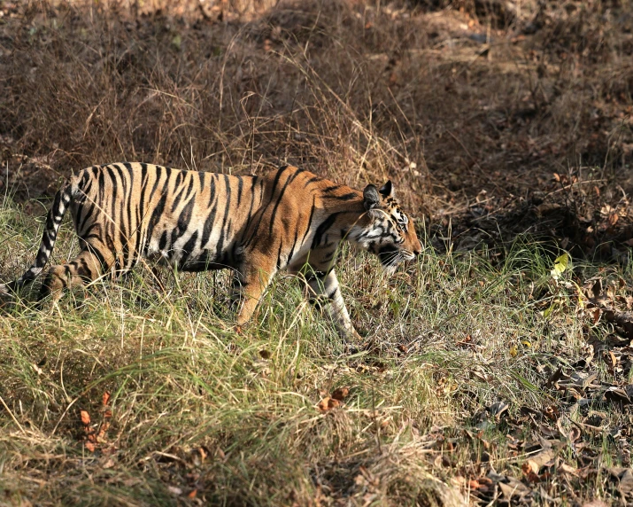 a tiger walking through the tall grass