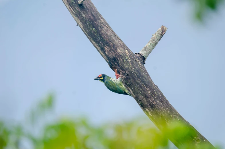 green bird sitting on the side of a tree trunk