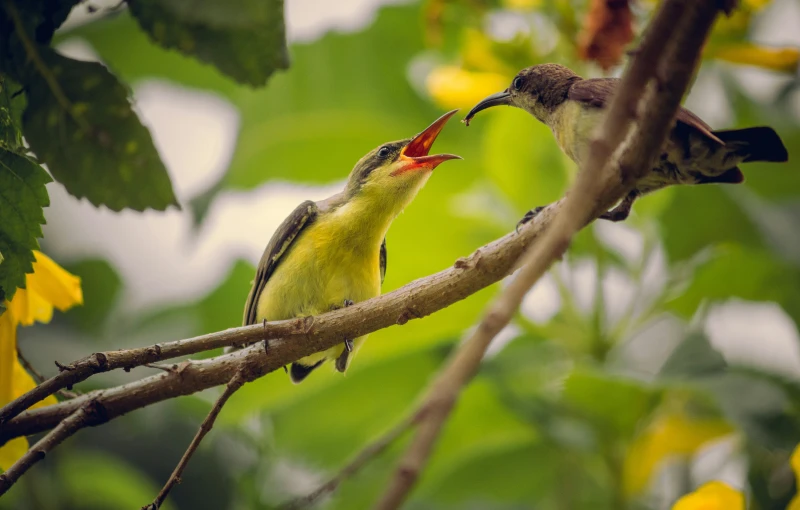 two little yellow birds in the middle of the tree