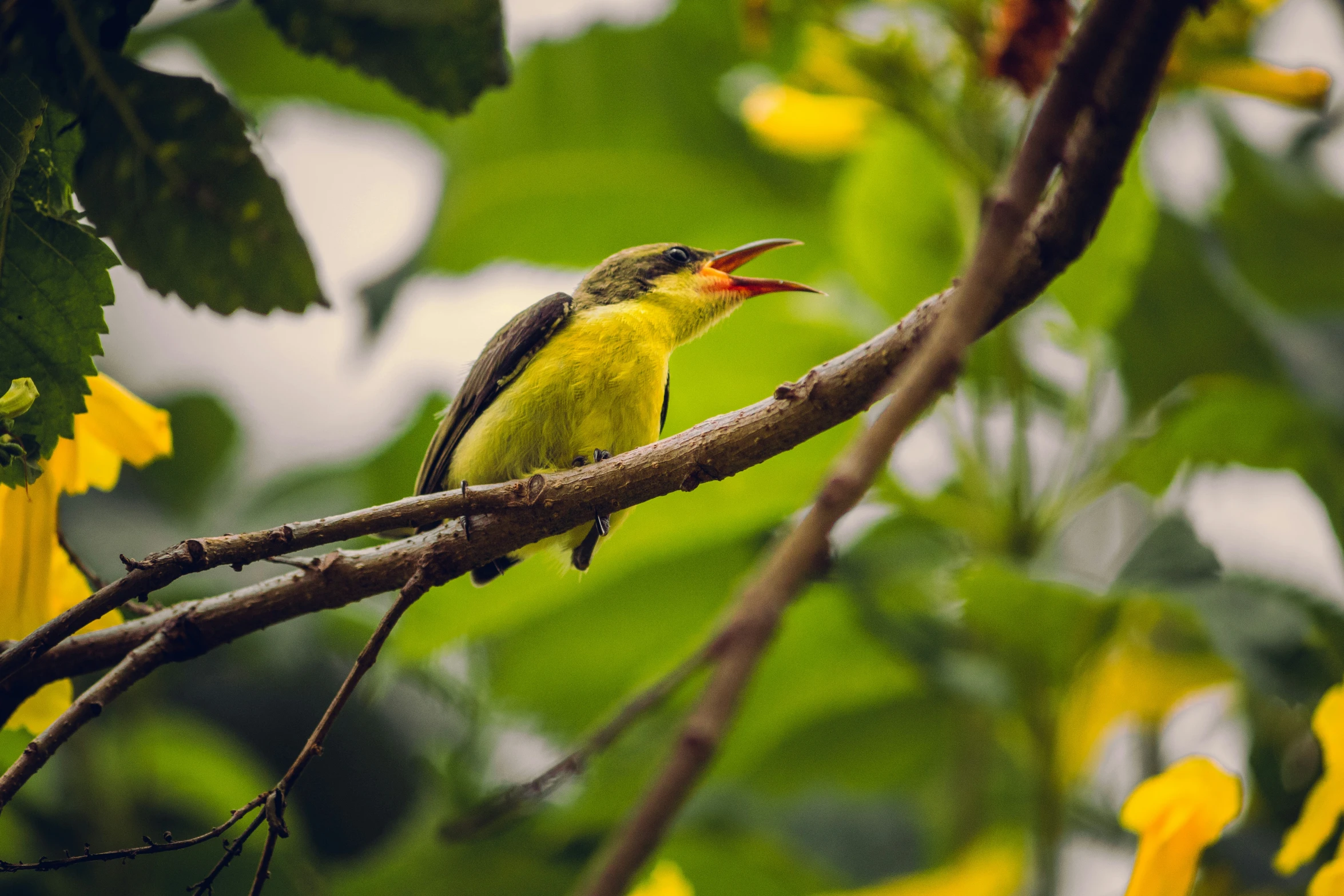 a small yellow bird perched on top of a tree nch