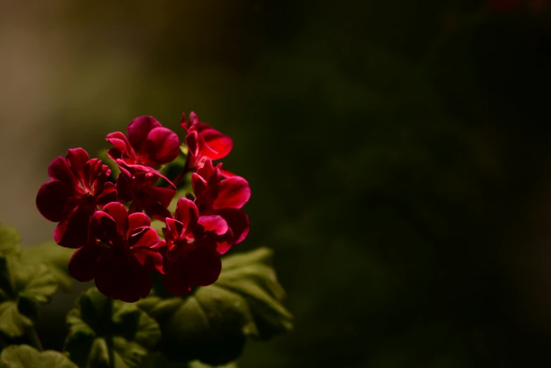 close up of small red flower on dark background