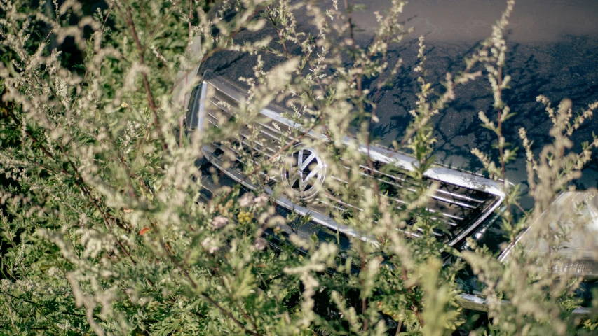 view through tall vegetation looking at parked cars