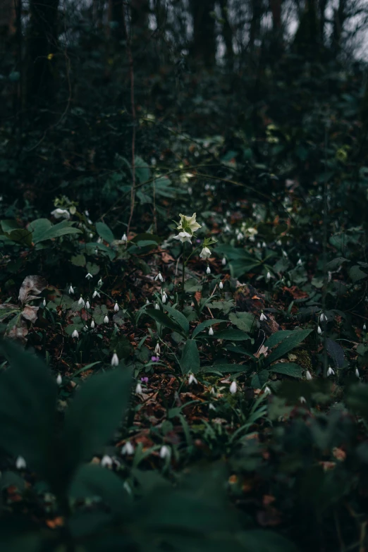 a forest with lots of green leaves and plants