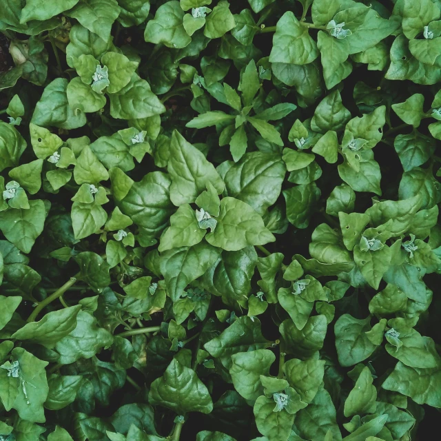 a green plant with small flowers and some green leaves