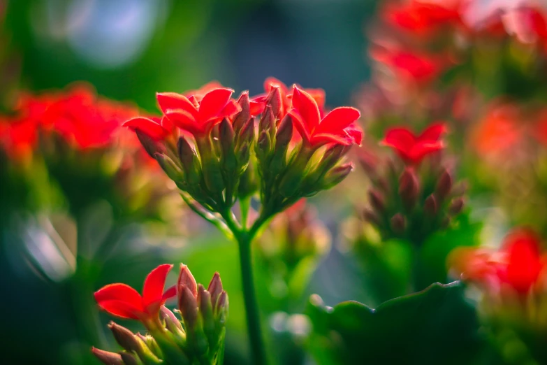 some very pretty red flowers on a green plant