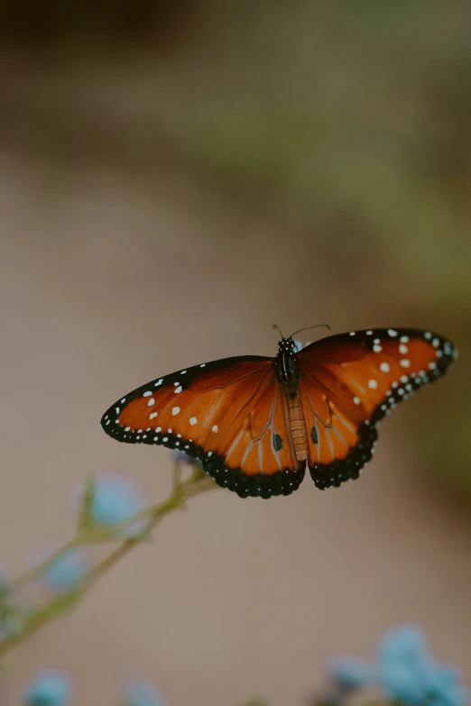 a small erfly flying on top of a flower