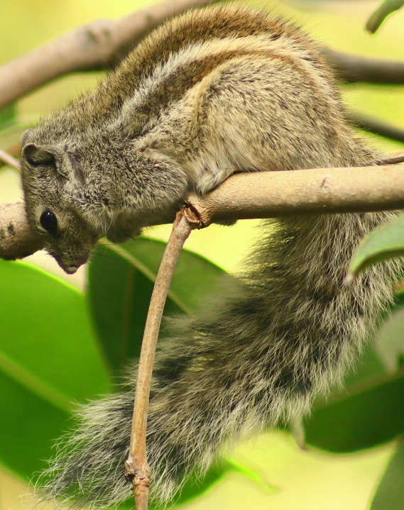 the squirrel is climbing the tree and licking it