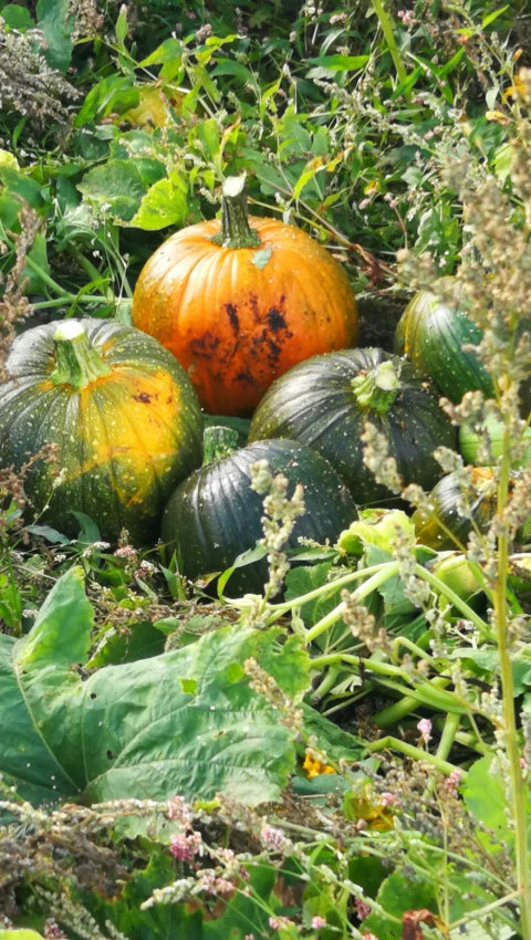 pumpkins and gourds in the garden with other vegetables