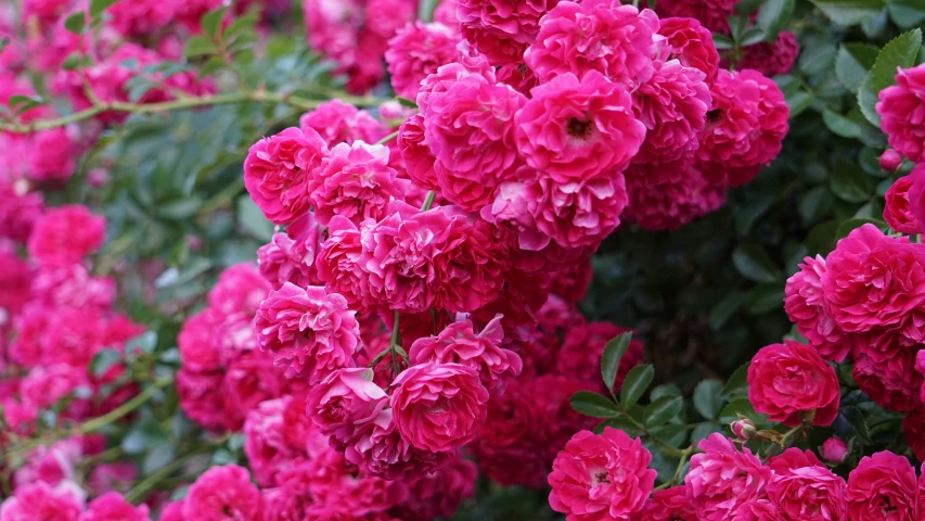 flowers are pink that have white petals and green leaves