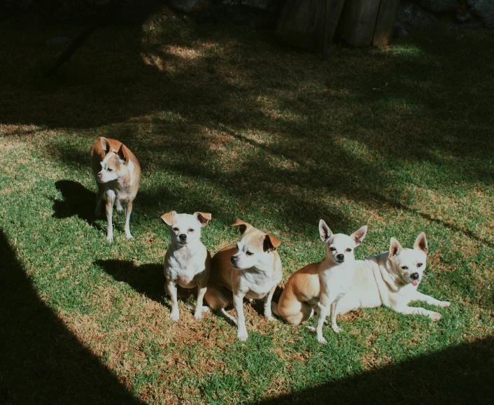 three dogs sitting on the grass outside