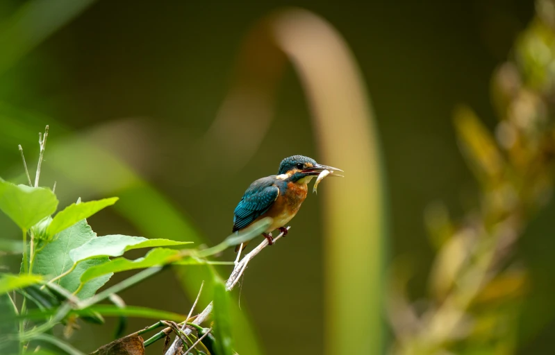 a small bird with a white beak perched on a tree nch