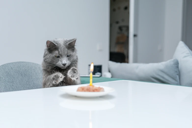 a small cat sitting in front of a birthday cake